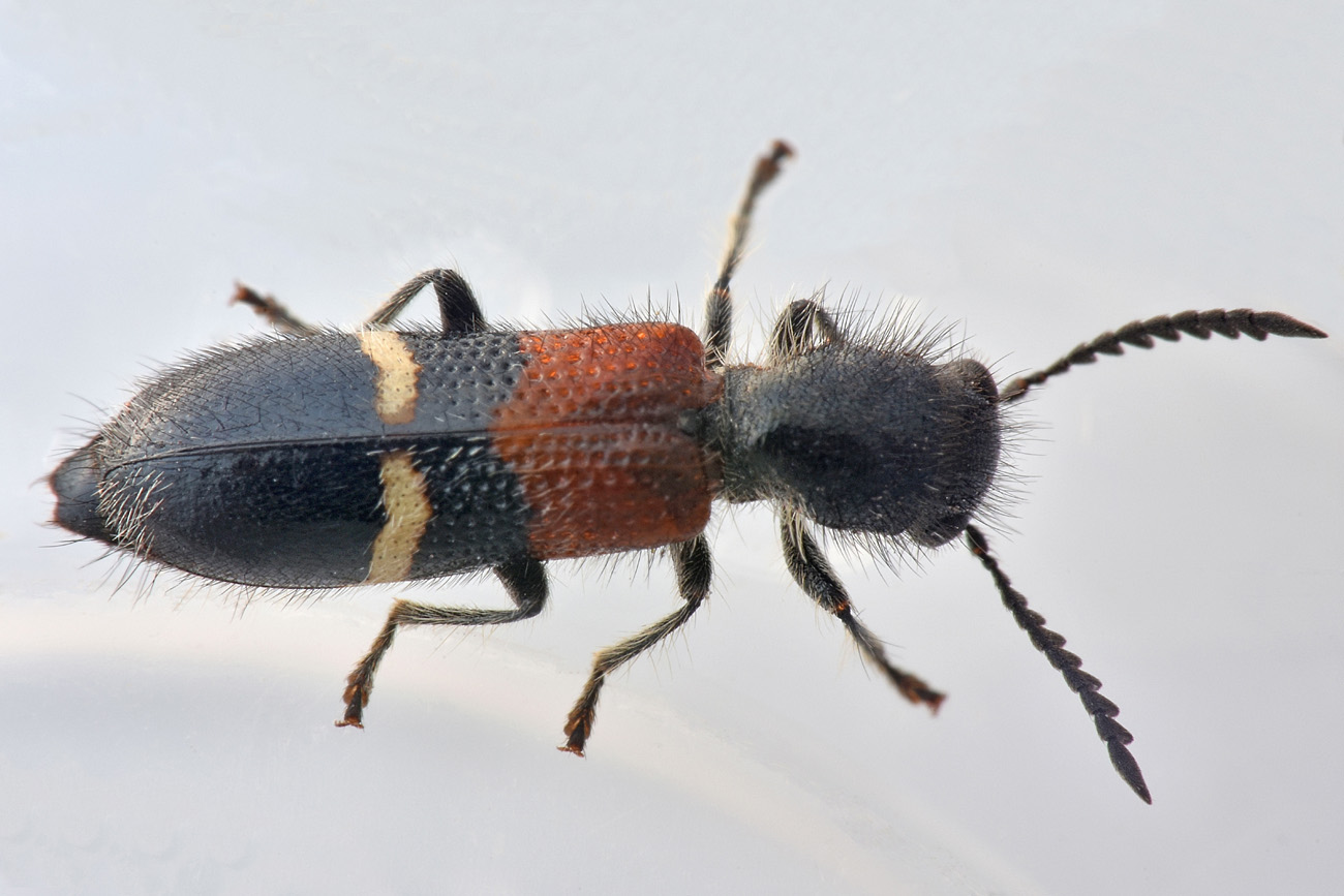 Cleridae:  Tilloidea sp.?  S, Tilloidea unifasciata